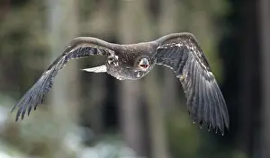 Approach: White-tailed eagle (Haliaeetus albicilla), captive