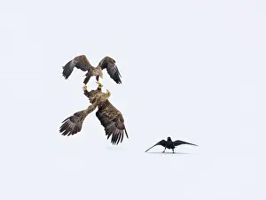 Passeriforme: White-tailed Eagle (Haliaeetus albicilla) courtship