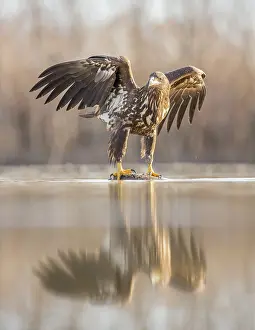 Kiskunsagi: White-tailed eagle (Haliaeetus albicilla) feedi