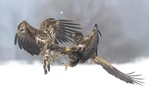 Albicilla: White tailed Eagle (Haliaeetus albicilla) fight