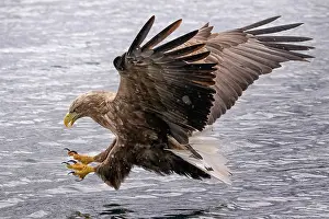 Albicilla: White-tailed Eagle (Haliaeetus albicilla) fishin