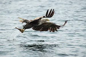 Mull: White-tailed Eagle (Haliaeetus albicilla) fishing