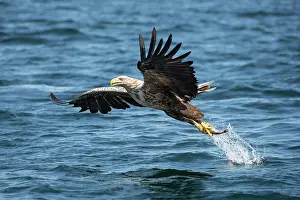Mull: White-tailed Eagle (Haliaeetus albicilla) fishing