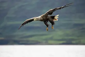 Mull: White-tailed Eagle (Haliaeetus albicilla) fishing