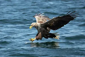 Mull: White-tailed Eagle (Haliaeetus albicilla) fishing