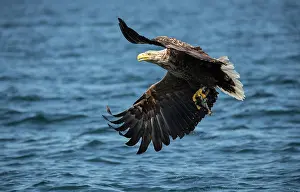 Mull: White-tailed Eagle (Haliaeetus albicilla) fishing