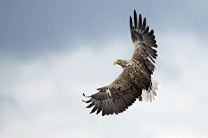 Stepnica: White-tailed Eagle (Haliaeetus albicilla) in fl