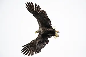 Mull: White-tailed Eagle (Haliaeetus albicilla) in flight