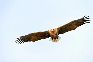 Flatanger: White-tailed Eagle (Haliaeetus albicilla) flying