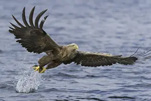Norwegian: White-tailed Eagle (Haliaeetus albicilla) flying