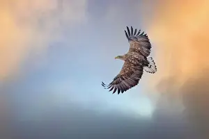 Albicilla: White-tailed eagle (Haliaeetus albicilla) foraging