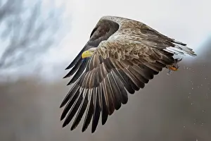 Albicilla: White-tailed eagle (Haliaeetus albicilla) foraging