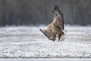 Hunt: White-tailed eagle (Haliaeetus albicilla) foraging on a frozen lake
