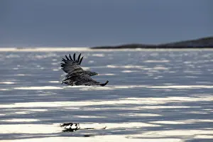 Fjords: White-tailed eagle (Haliaeetus albicilla) hunting for fish o