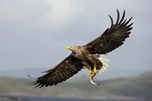 Fjords: White-tailed eagle (Haliaeetus albicilla) hunting for fish o