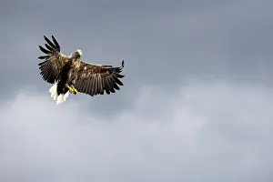 Hanging: White-tailed eagle (Haliaeetus albicilla) hunting for fish o