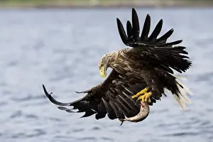 Fjords: White-tailed eagle (Haliaeetus albicilla) hunting for fish o