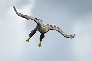 Stepnica: White-tailed Eagle (Haliaeetus albicilla) juven