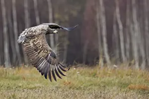 Fledgling: White-tailed Eagle (Haliaeetus albicilla) juvenile flying