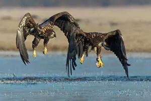 Albicilla: White-tailed eagle (Haliaeetus albicilla ), Kutno