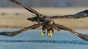 Albicilla: White-tailed eagle (Haliaeetus albicilla ), Kutno