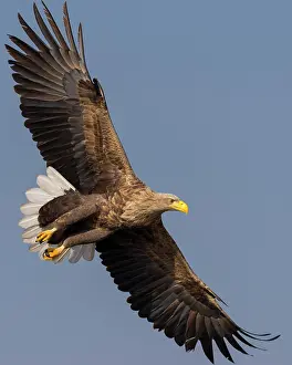 Albicilla: White-tailed eagle (Haliaeetus albicilla ), Kutno
