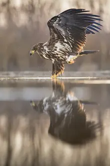 Kiskunsagi: White-tailed eagle (Haliaeetus albicilla) landi