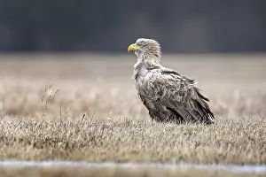 February: White-tailed Eagle (Haliaeetus albicilla), Poland