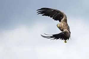 Ready: White-tailed Eagle (Haliaeetus albicilla) ready