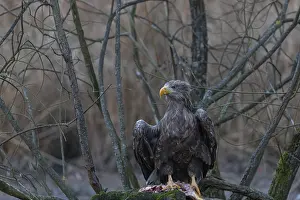Lights: One white-tailed eagle (Haliaeetus albicilla) sitting on a small hammock feeding on a common carp