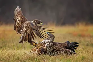 Attack: White-tailed eagle (Haliaeetus albicilla) squabbling