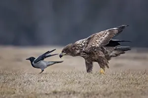 Corvid: White-tailed Eagle & Hooded Crow (Haliaeetus albicilla & Corvus cornix)