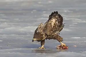 100118: White-Tailed Eagle - juvenile eagle with fish prey - Germany