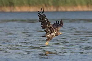 Albicilla: White-Tailed Eagle - juvenile eagle in flight with
