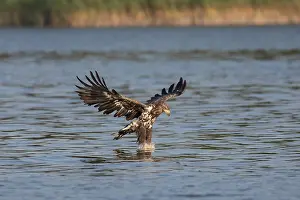 Albicilla: White-Tailed Eagle - juvenile eagle in flight with