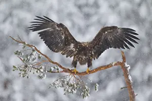 100118: White-Tailed Eagle - juvenile eagle resting on branch