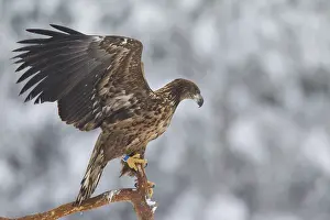 100118: White-Tailed Eagle - juvenile eagle resting on branch