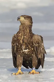 100118: White-Tailed Eagle - juvenile eagle standing on