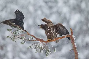Gaevleborg: White-Tailed Eagle Raven White-Tailed Eagle young with