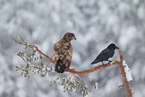 Gaevleborg: White-Tailed Eagle Raven White-Tailed Eagle young with