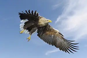 Flies: White-tailed Eagle, Sea Eagle (Haliaeetus albicilla) impressive adult