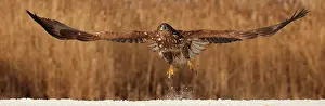 Takeoff: White-tailed Eagle takeoff