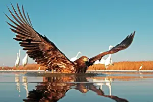 Albus: White-tailed Eagle in water