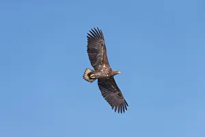 Albicilla: White-Tailed Eagle - young bird in flight - Germany