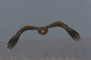100118: White-Tailed Eagle - young eagle in flight - Germany