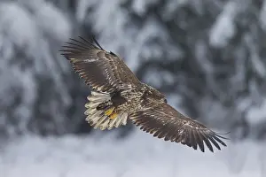 100118: White-Tailed Eagle - young eagle in flight - Sweden