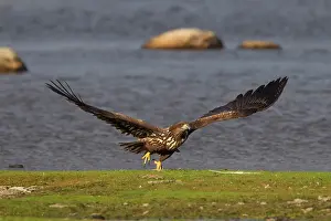 270321: White-Tailed Eagle - young eagle in flight - Sweden