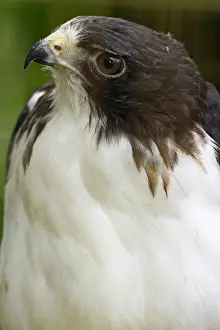 Buteo: White-tailed hawk, Buto albicaudatus (captive)