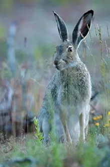 Townsendii: White- tailed Jack Rabbit - alert posture sitting
