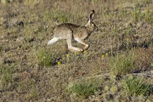 Whitetail: White-tailed jackrabbit (Lepus townsendii). Montana. June